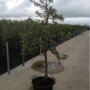 Appelboom 'Jonagold' oude boom (zelfbestuivend)